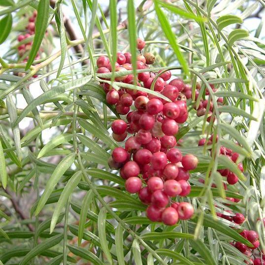 Schinus molle – Peppercorn or Pepperina Tree seeds x 20 - Image 4