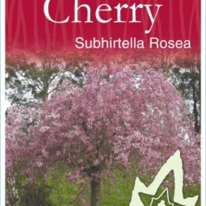 Prunus pendula – Pink Weeping Cherry ‘Pendula Rosea/Rubra’