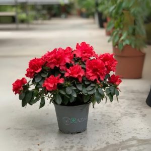Azalea Plant-Red