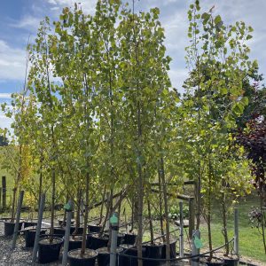 Populus – WA Evergreen