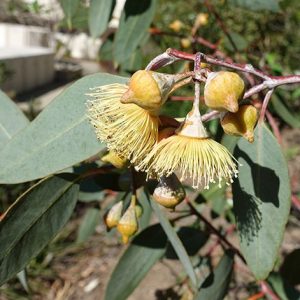 Eucalyptus woodwardii – Lemon Flowered Gum seed x200