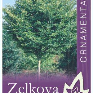 Zelkova serrata – Green Vase